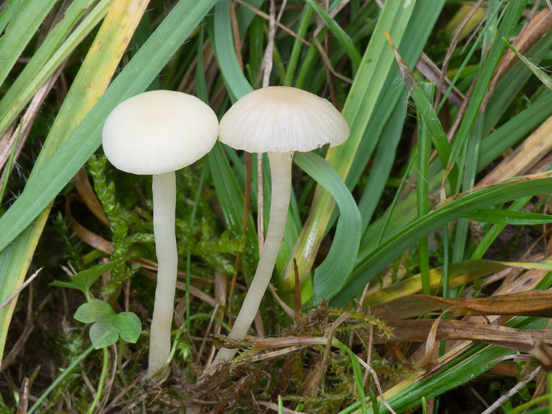 Hygrocybe russocoriacea